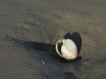 SX01721 Cockel in wet sand.jpg